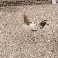 مرغ بومی تخم گذار