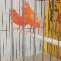 قناری ردفکتور