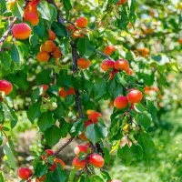 نهال هلو آلبرتا|خدمات باغبانی و درختکاری|خلخال, |دیوار