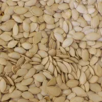 تخم کدو گوشتی|عمده‌فروشی|کلیائی, |دیوار