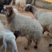 فروش نقدی جفتی ۴۶ تومن|حیوانات مزرعه|آبدانان, |دیوار