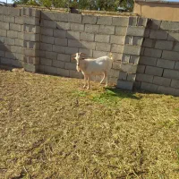 نربز سانن اصل