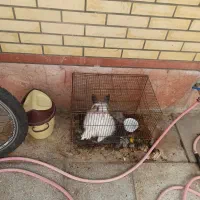 خرگوش خونگی|موش و خرگوش|شاهین‌شهر, خانه کارگر|دیوار