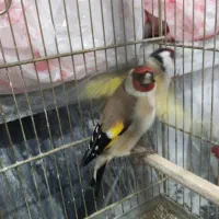 سهره تازه قیمت مقطوع|پرنده|بروجرد, |دیوار