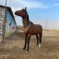 نریان ترکمن پرشی