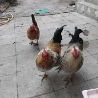 دو تاخروس هفت ماهه ویک مرغ جوان