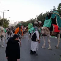 شترها کاملا اهلی وتربیتی جهت مراسمات مذهبی|حیوانات مزرعه|نیشابور, شهرکهنه|دیوار
