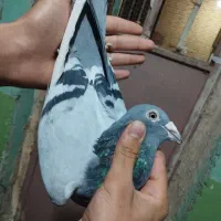 کبوتر پلاکی بازرگان نشسته