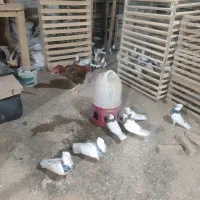 کبوتر طوقی|پرنده|بهارستان, |دیوار