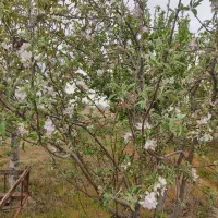 زمین-کشاورزی-دارای-امکانات-برق-آب-و-گاز