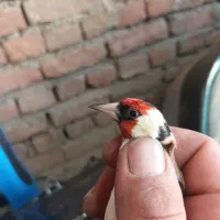 سهره حلب|پرنده|بانه, |دیوار