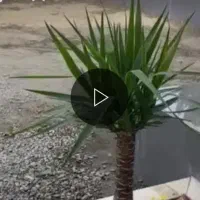 ویلا اجاره ای رامسر
