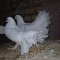 دم چتری