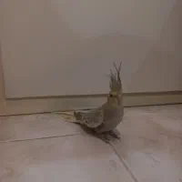 طوطی عروس ۵ عدد