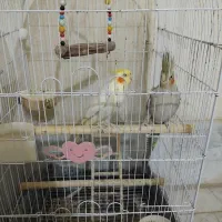 عروس هلندی|پرنده|جوادآباد, |دیوار