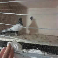 جفتی سرته درشت لون دار پرشتی