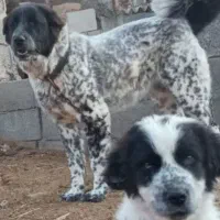 سگ ماده قدرجونی