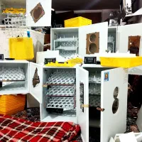 دستگاه جوجه کشی دیجیتال نمایش تعداد روز دماو رطوبت|لوازم جانبی حیوانات|نوشهر, |دیوار