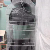 قفس پرنده و طوطی سانان یکجا باهم|لوازم جانبی حیوانات|تهران, شهرک آزادی|دیوار