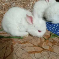 خرگوش چشم شرابی با نژاد فلوریدا