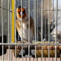 سهره دهندارنقش