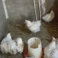 مرغ مادر|حیوانات مزرعه|زارچ, |دیوار