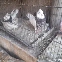 کفتر طوقی کاکلی پالخت هفرنگ  دوجفت|پرنده|تهران, کوثر|دیوار