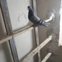 4عدد کبوتر نر ماده