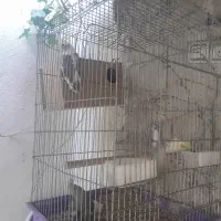 عروس هلندی فوری|پرنده|ری, ولی آباد|دیوار