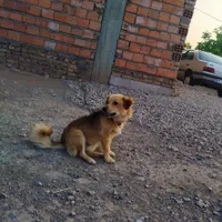 سگ پاکوتاه نگهبان