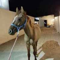 اسب ترکمن پرشی|اسب و تجهیزات اسب‌سواری|خرمدره, |دیوار