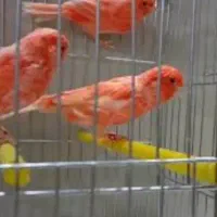 قناری  رنگی 2025|پرنده|تهران, چوب تراش|دیوار