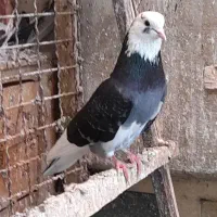 کود کفتری