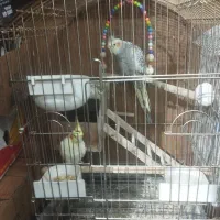 عروس هلندی جفت