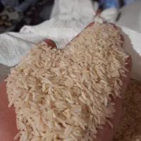 برنج‌تازه علی کاظمی هاشمی برنج امسال