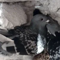 کبوتر معاوضه با رنگی یا بهبهونی