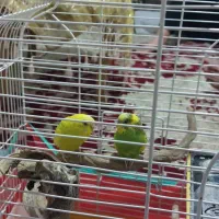 دوعدد مرغ عشق زیبا وسالم|پرنده|نهاوند, |دیوار