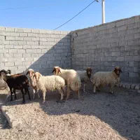 ۸راس و۳ راس نر بز همشون کیلوی میدم پول نیازم|حیوانات مزرعه|آبدانان, |دیوار