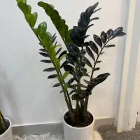 گل و گیاه طبیعی