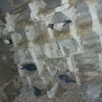 کبوتر|پرنده|باوی, |دیوار