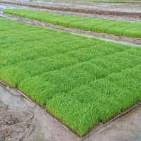 سینی نشا|خدمات باغبانی و درختکاری|لنگرود, |دیوار