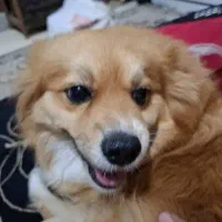 سگ پامر خرسی|سگ|فردیس, سرحد آباد|دیوار