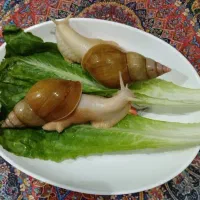 حلزون اپاچینو