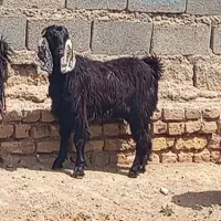 بزقاله نرماده،بز که