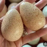 تخم بوقلمون بوربون و برنز  نطفه تظمینی و خوراکی