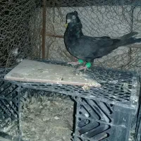 ابادانی ملقی|پرنده|جیرفت, |دیوار