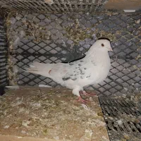 شازده .سرور