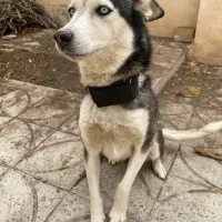 هاسکی شناسنامه دار تربیت شده