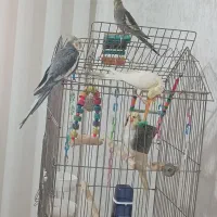 عروس هلندی|پرنده|رشت, حمیدیان|دیوار