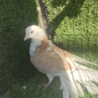 حیوون کاشون|پرنده|اردکان, |دیوار